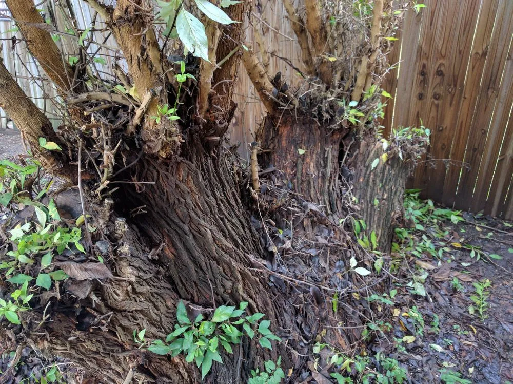 Professional landscape design in Dallas, TX by Lambert Landscape Company