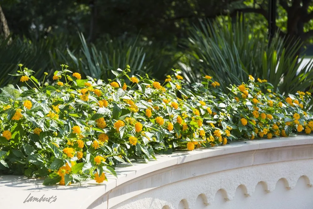 Expert yard cleanup service experts serving Dallas, TX - Lambert Landscape Company