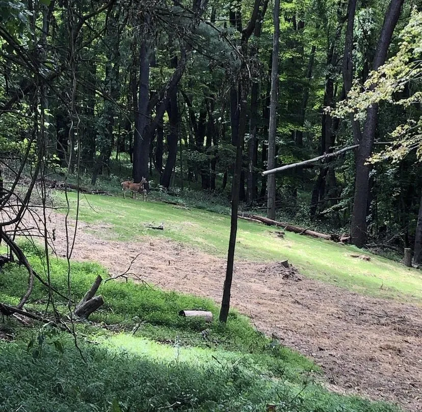 Expert yard cleanup service near you across Ambridge, PA - Lamberto's Lawn and tree services