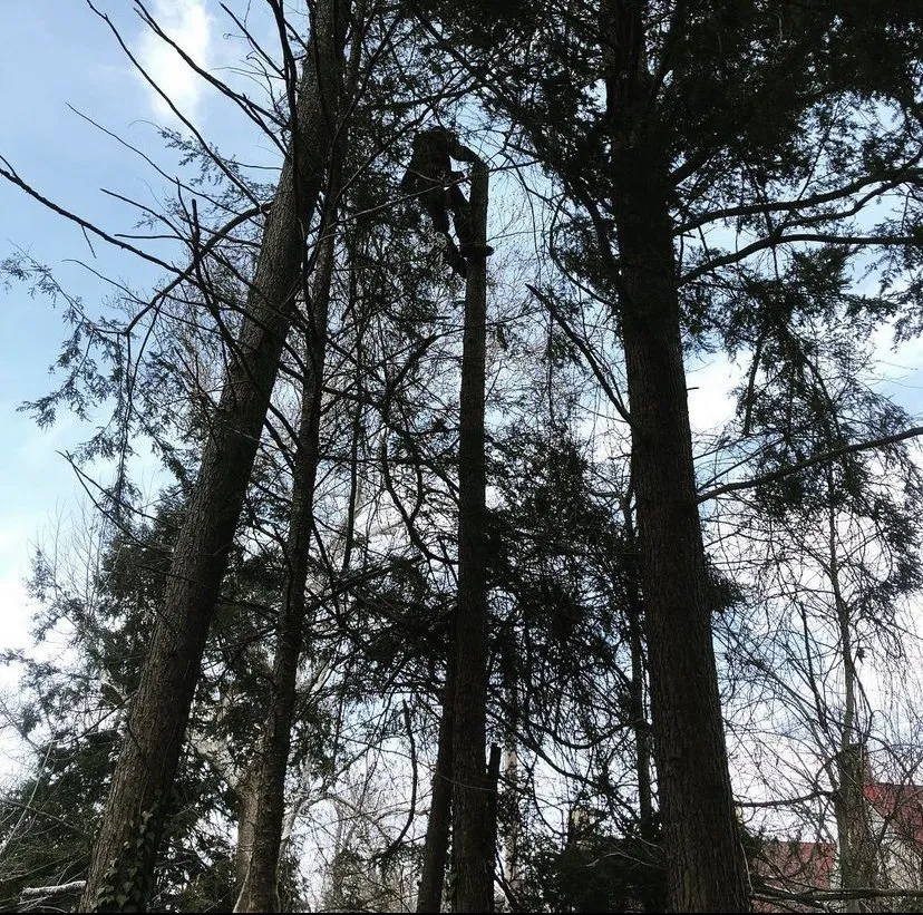 Reliable lawn mowing service in Ambridge, PA - Lamberto's Lawn and tree services