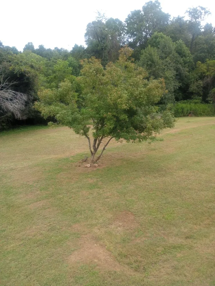 Affordable lawn care service in Lynchburg, VA by Lambert