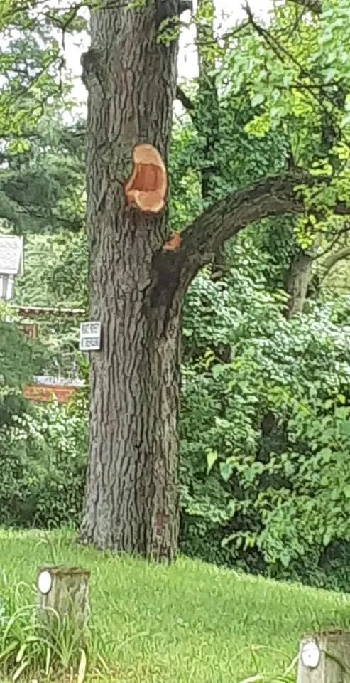 Local yard cleanup service experts serving Highland, MI - Lambert's Landscaping & Tree Removal