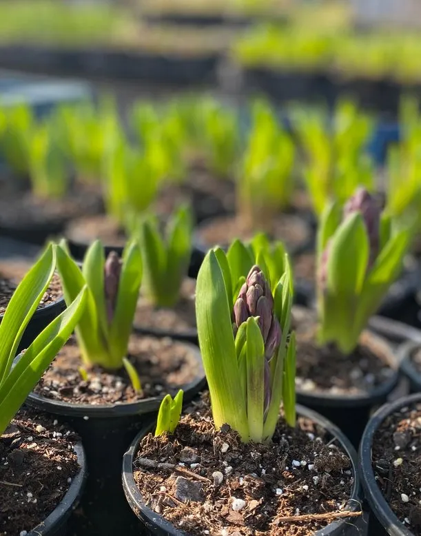 Expert landscape installation in Jackson, WI by Lammscapes