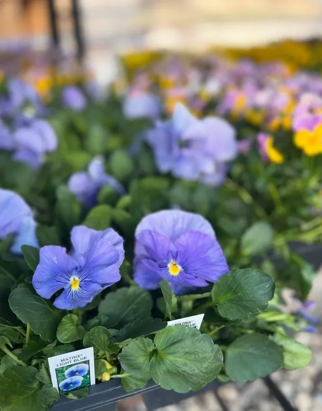 Professional outdoor landscaping for beautiful yards in Jackson, WI by Lammscapes