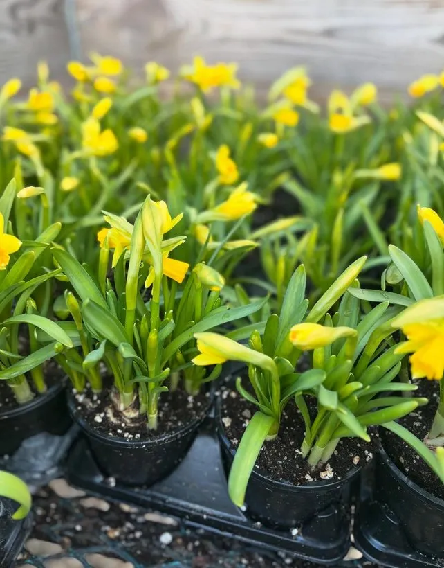 Local garden landscaping for outdoor upgrades across Jackson, WI - Lammscapes