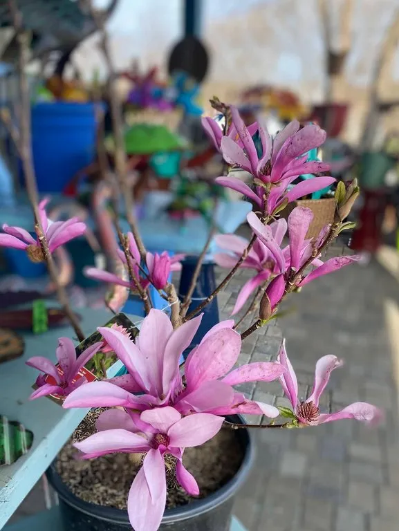 Trusted landscaping services in Jackson, WI by Lammscapes