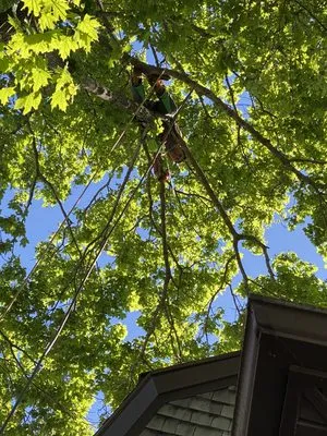 Lamontagne Landscaping and Tree Services