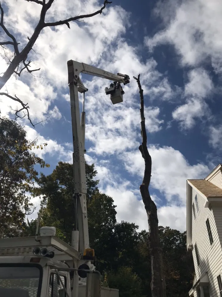 Professional yard cleanup service in Weymouth, MA by Lana Landscape