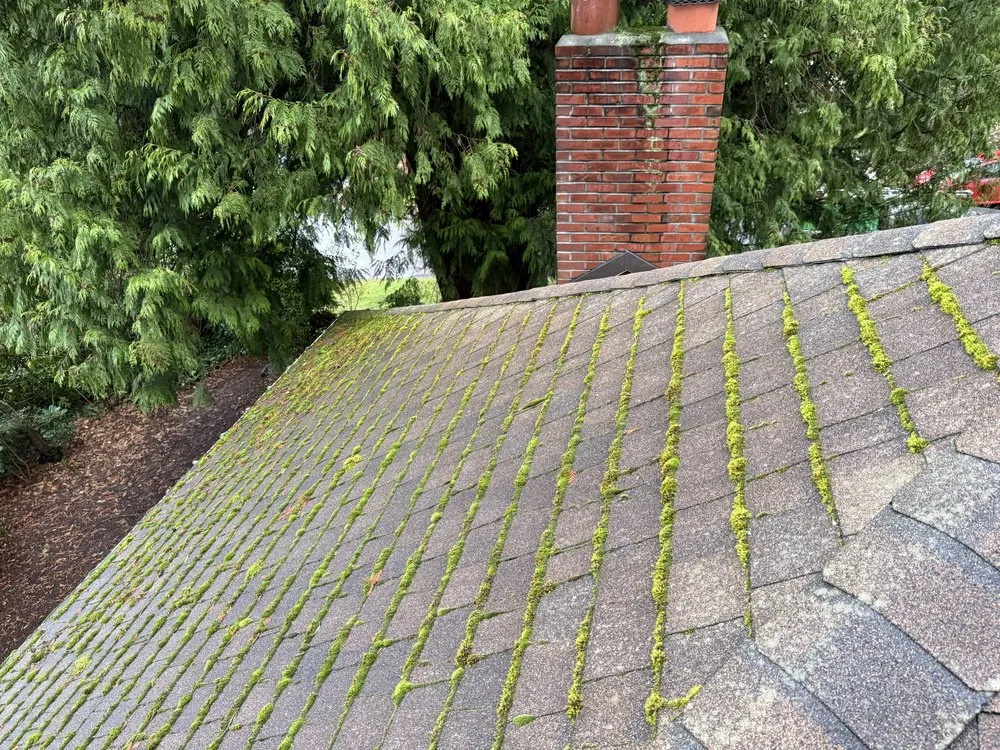 Local yard maintenance in Kirkland, WA by Lana Landscaping