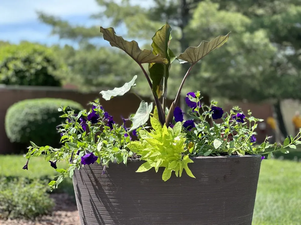 Expert yard maintenance in Battletown, KY - Lancaster Lawn & Landscaping