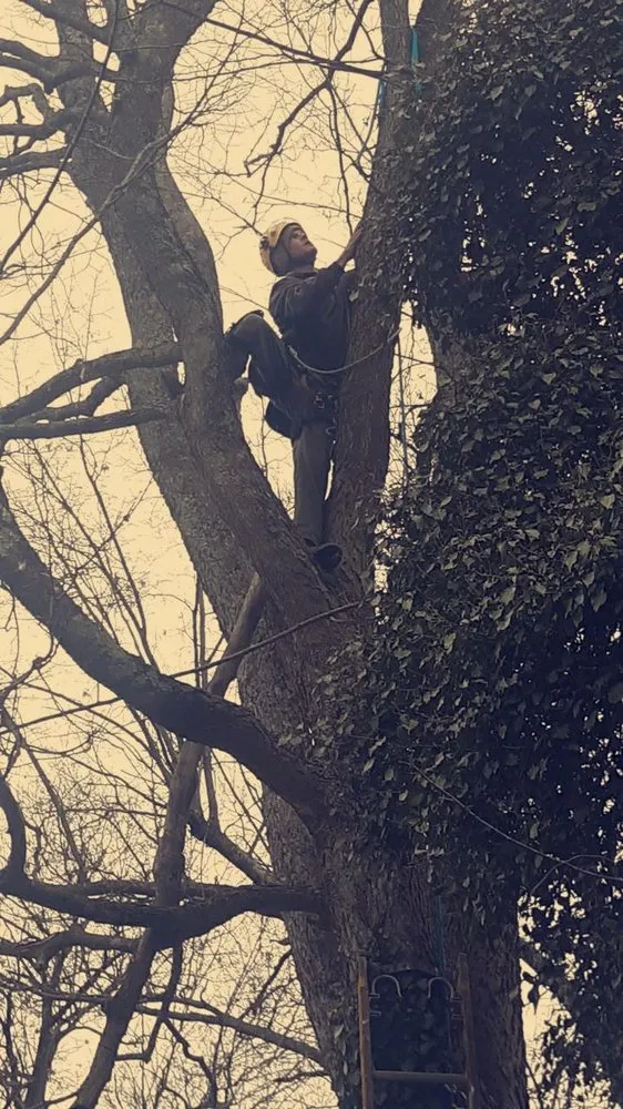 Expert yard maintenance for year-round maintenance in Georgetown, OH by Land & Tree Tending Company