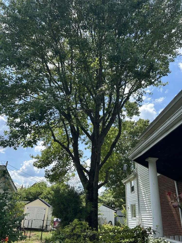 Professional landscape design in Georgetown, OH - Land & Tree Tending Company