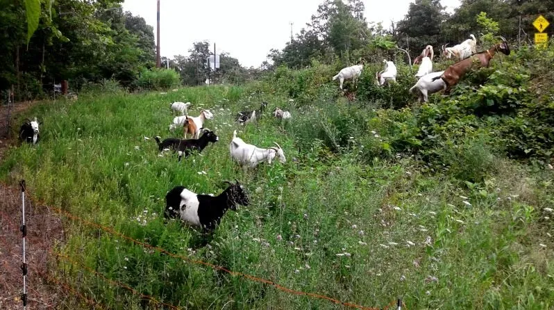 Reliable lawn care service experts serving Tucson, AZ - Land Brush and Weeds Removal