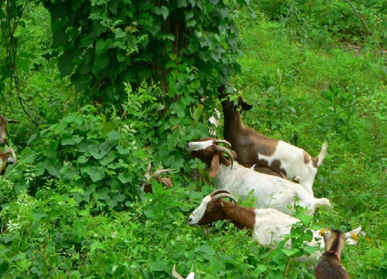 Affordable landscape installation in Tucson, AZ by Land Brush and Weeds Removal