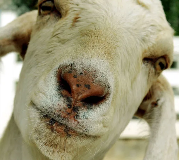 Professional yard maintenance for outdoor upgrades in Tucson, AZ by Land Brush and Weeds Removal