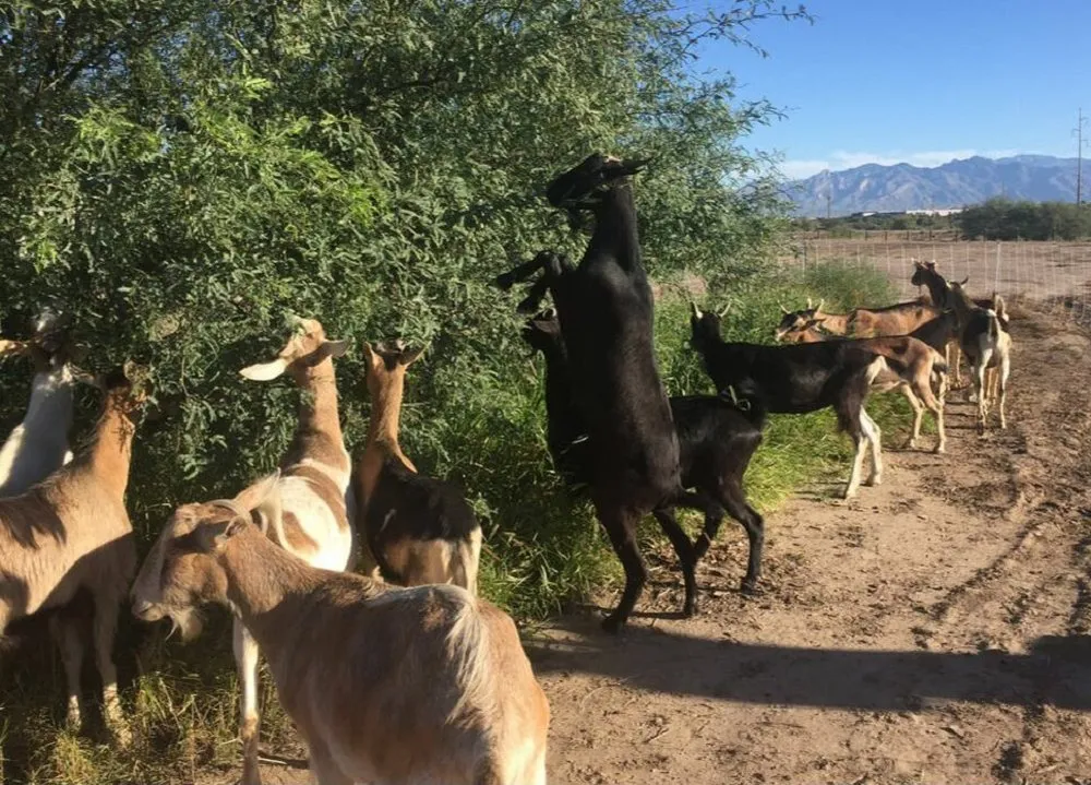 Reliable landscaping services in Tucson, AZ - Land Brush and Weeds Removal