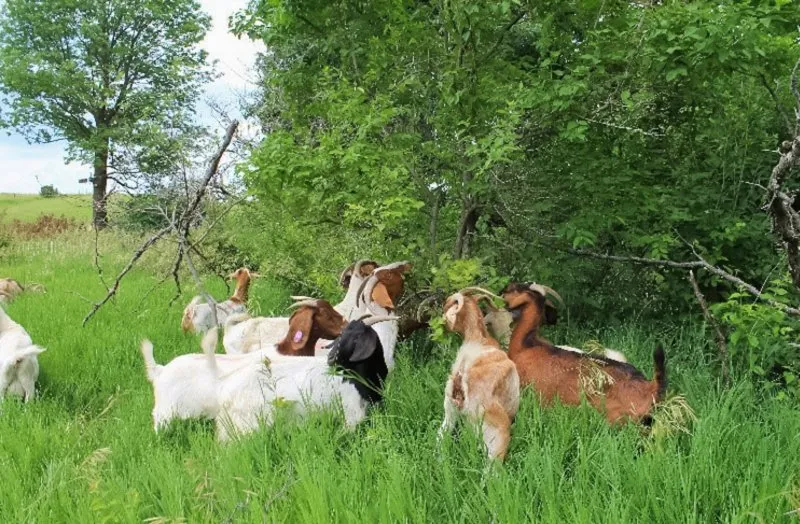 Professional garden landscaping experts serving Tucson, AZ - Land Brush and Weeds Removal