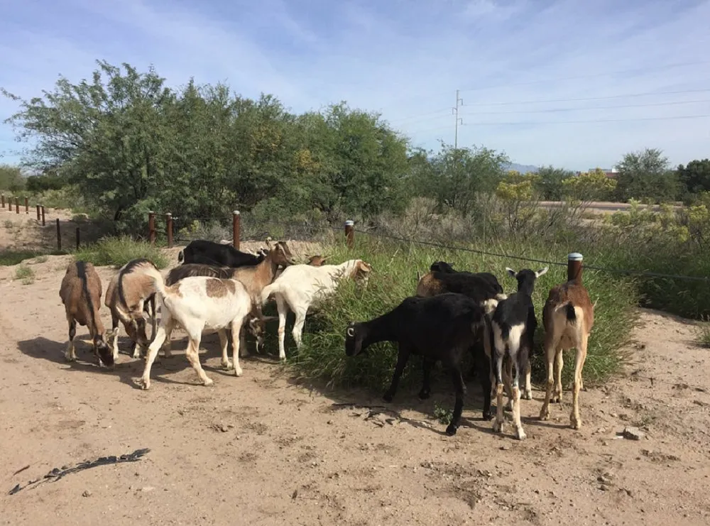 Affordable yard maintenance in Tucson, AZ - Land Brush and Weeds Removal
