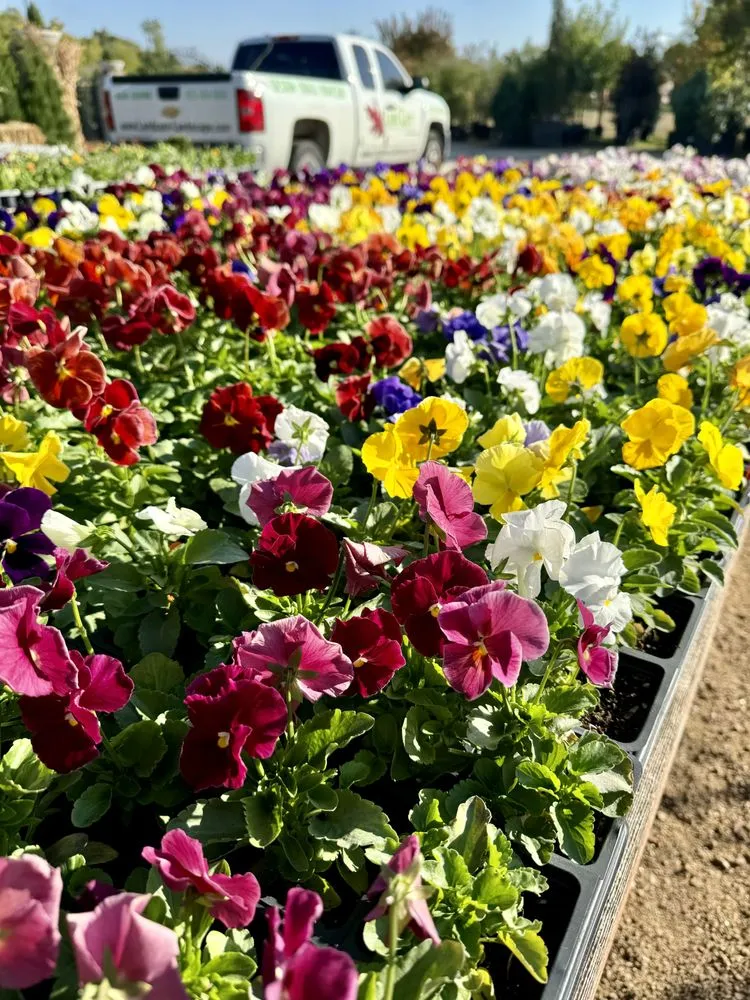 Expert landscape installation in Flower Mound, TX by Land Care Garden Center