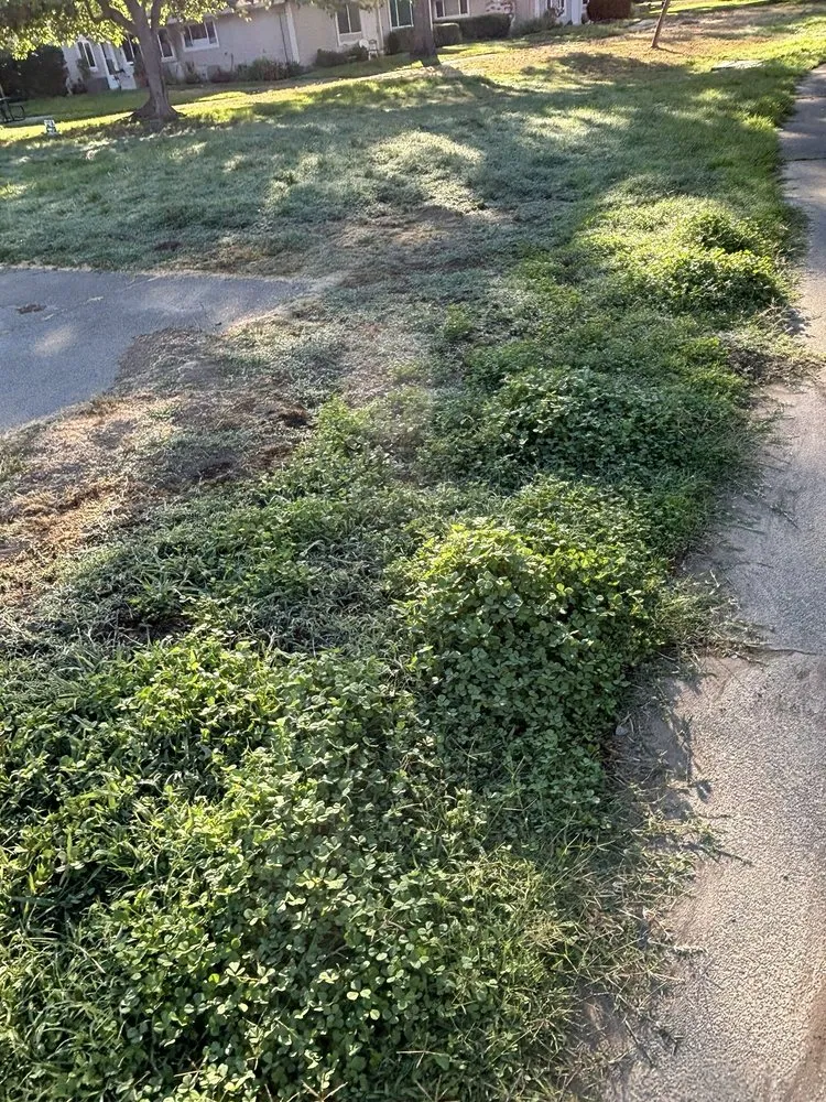 Local yard cleanup service for residential properties across Windsor, CA - Land Care