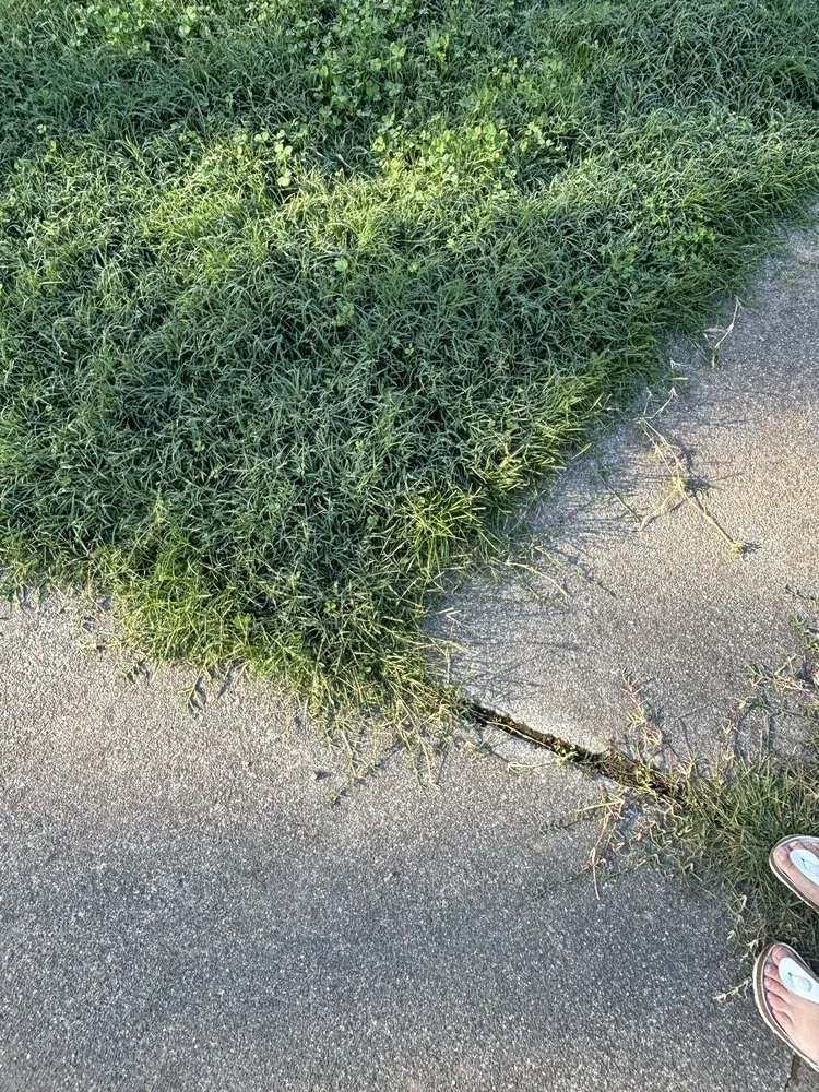 Trusted yard maintenance experts serving Windsor, CA - Land Care