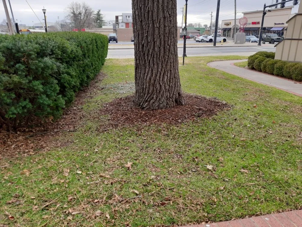 Expert outdoor landscaping for beautiful yards across Marshfield, MO - Land Clearing