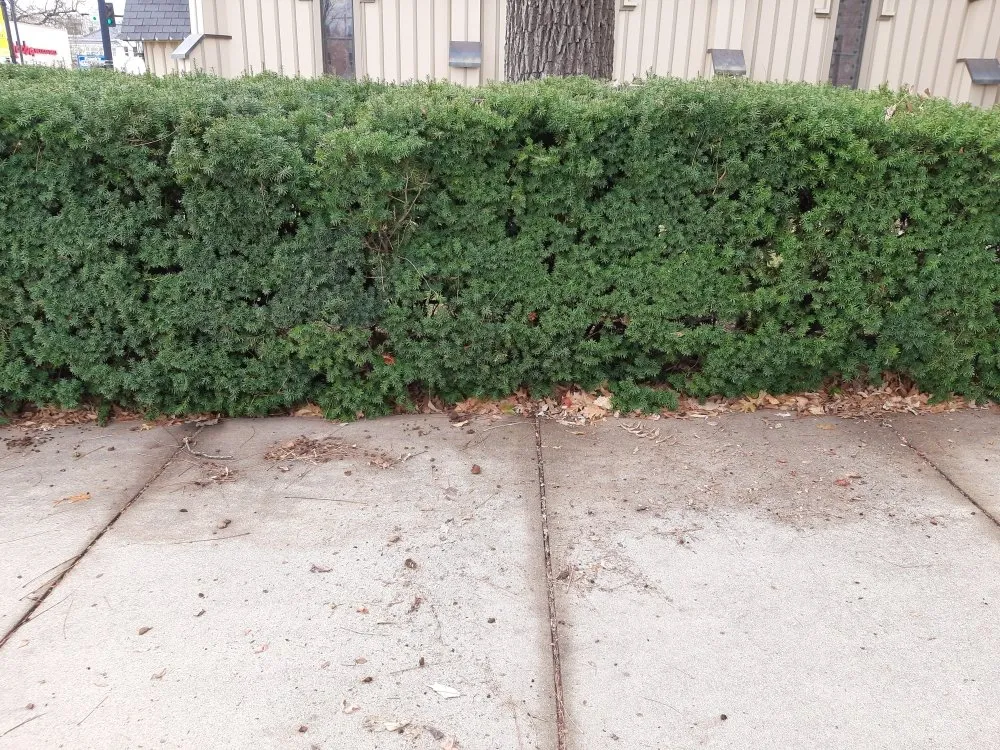 Professional landscape installation in Marshfield, MO by Land Clearing