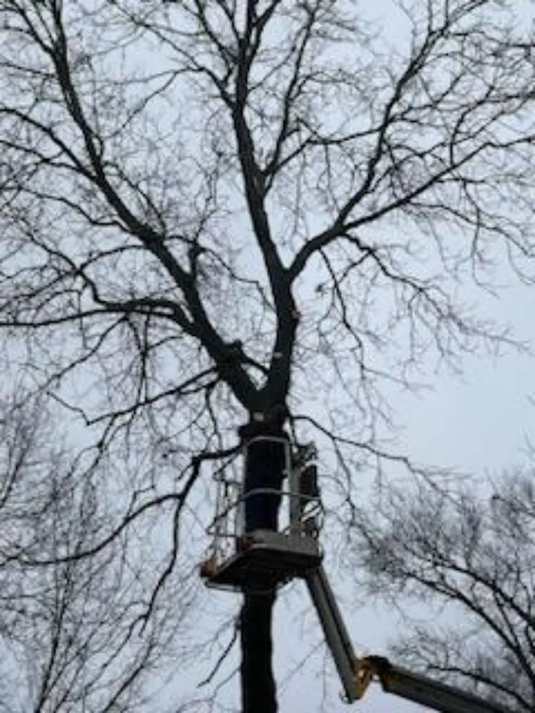 Reliable garden landscaping experts serving Marshfield, MO - Land Clearing