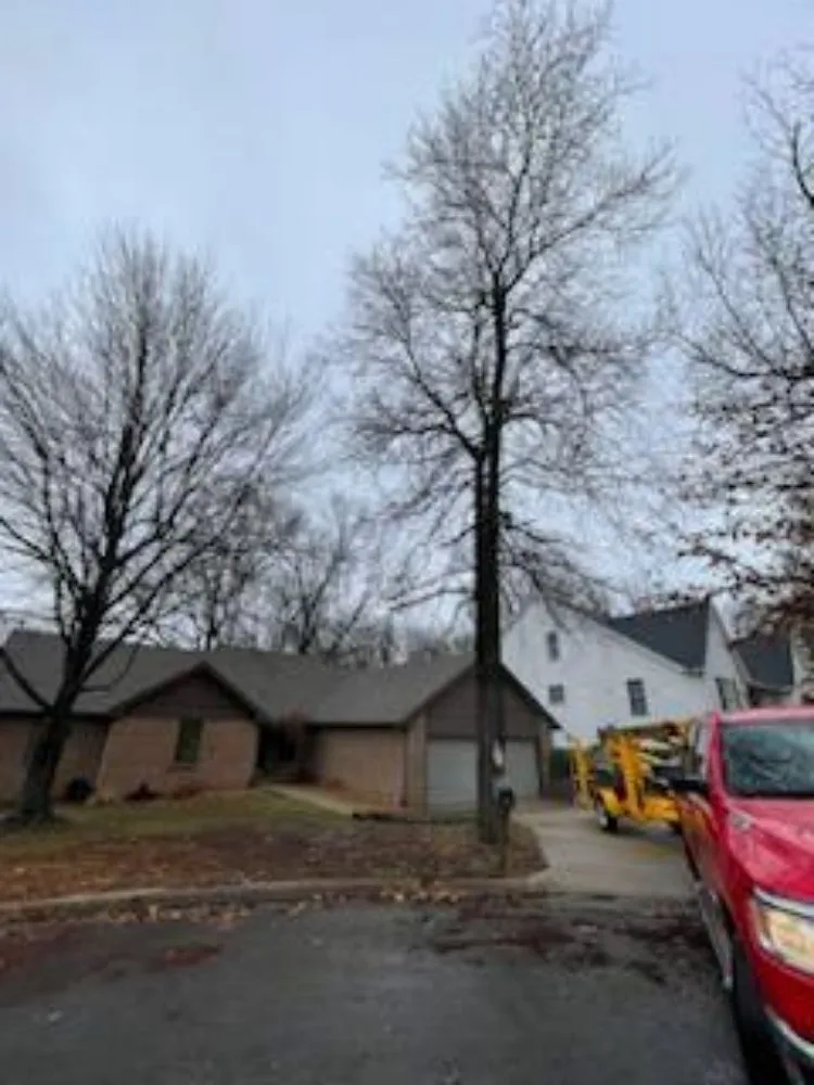 Affordable yard cleanup service experts serving Marshfield, MO - Land Clearing