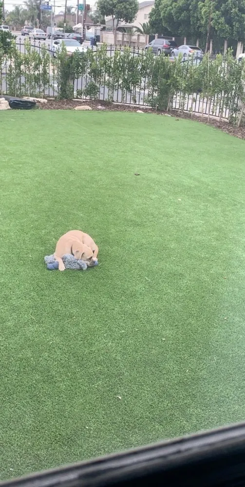 Custom lawn care service near you across Los Angeles, CA - Land Eco Development