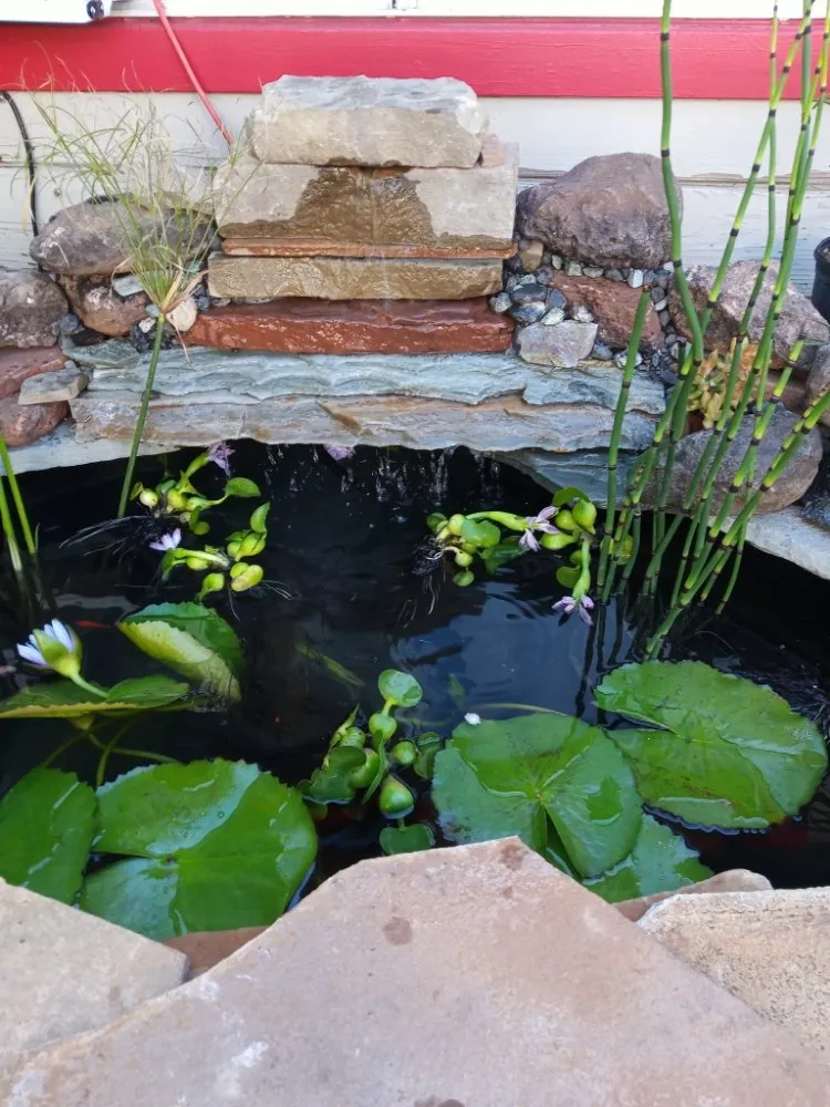 Affordable yard maintenance experts serving Clearlake, CA - Land Escape