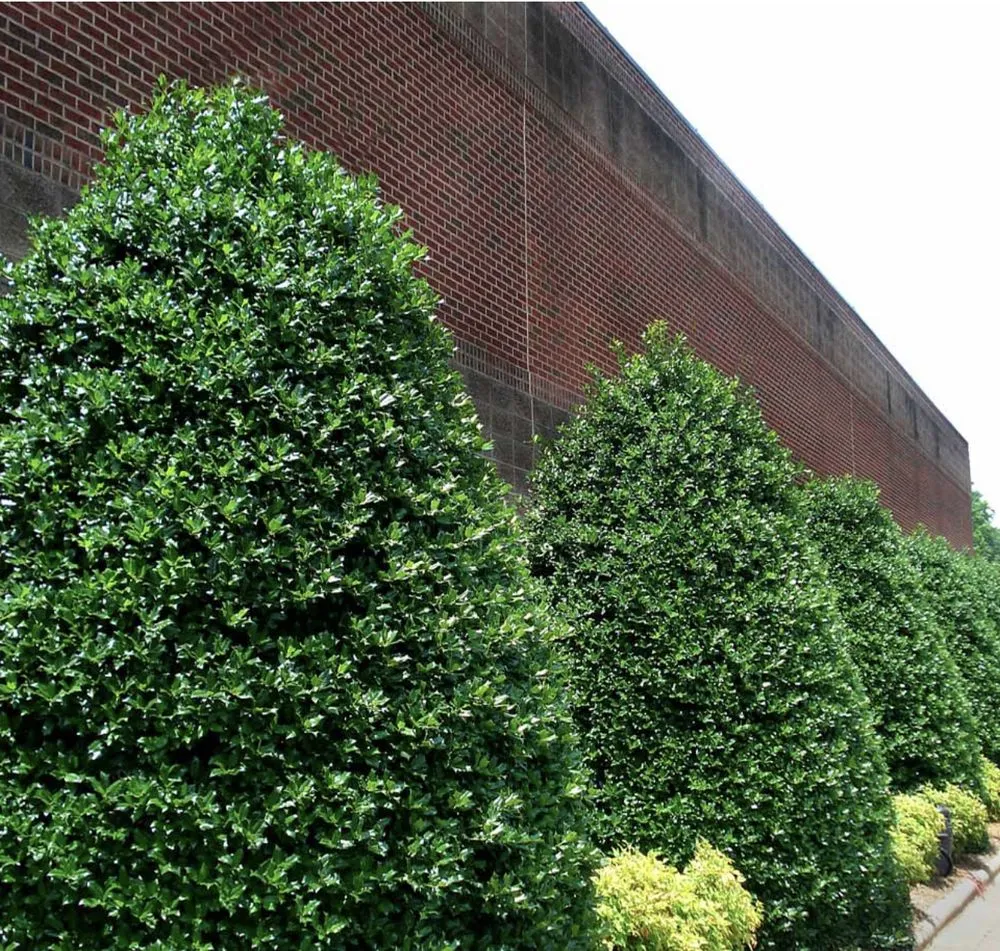 Local residential landscaping in Nashville, TN - Land Escape