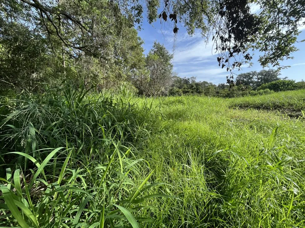 Expert residential landscaping in Parrish, FL by Land man services