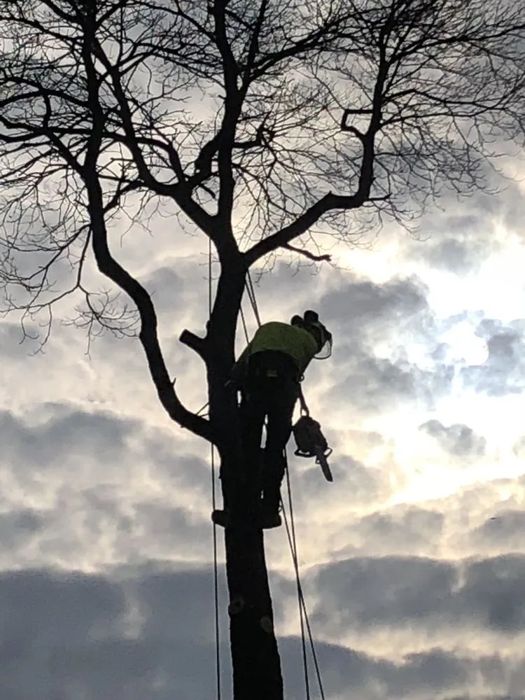 Professional outdoor landscaping experts serving Ansonia, CT - Land N Tree