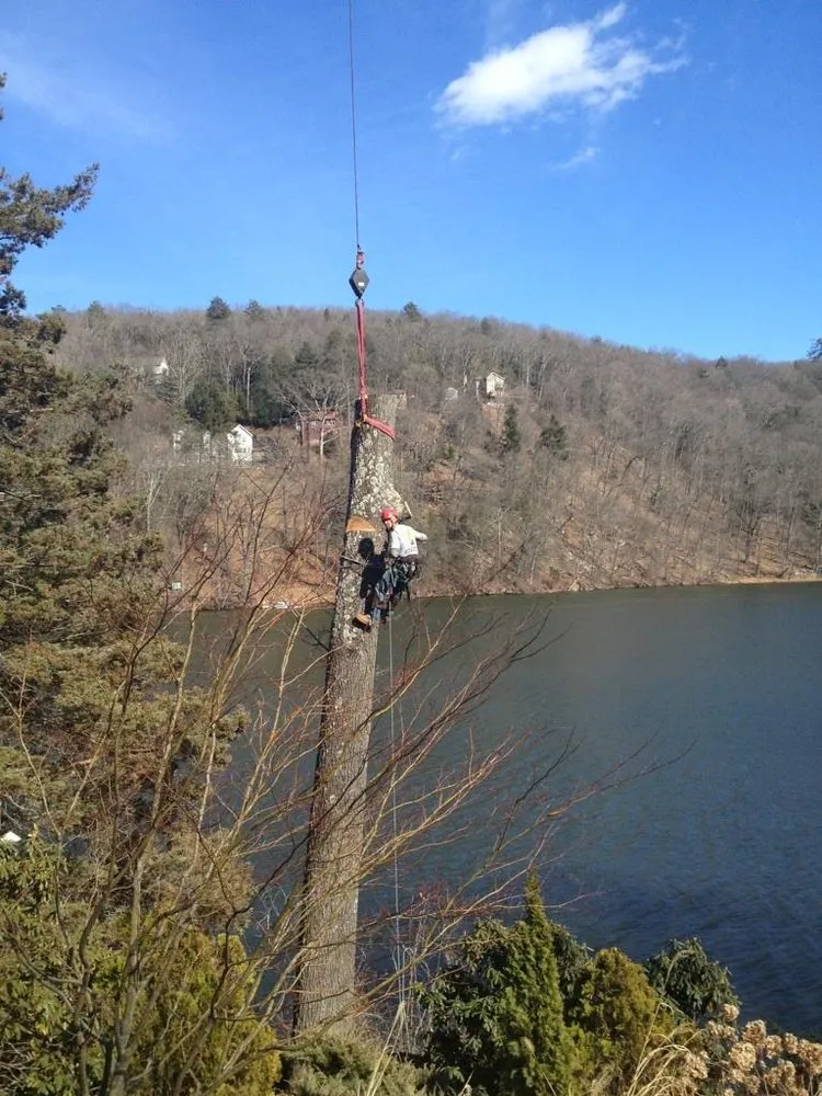 Local yard maintenance near you across Ansonia, CT - Land N Tree