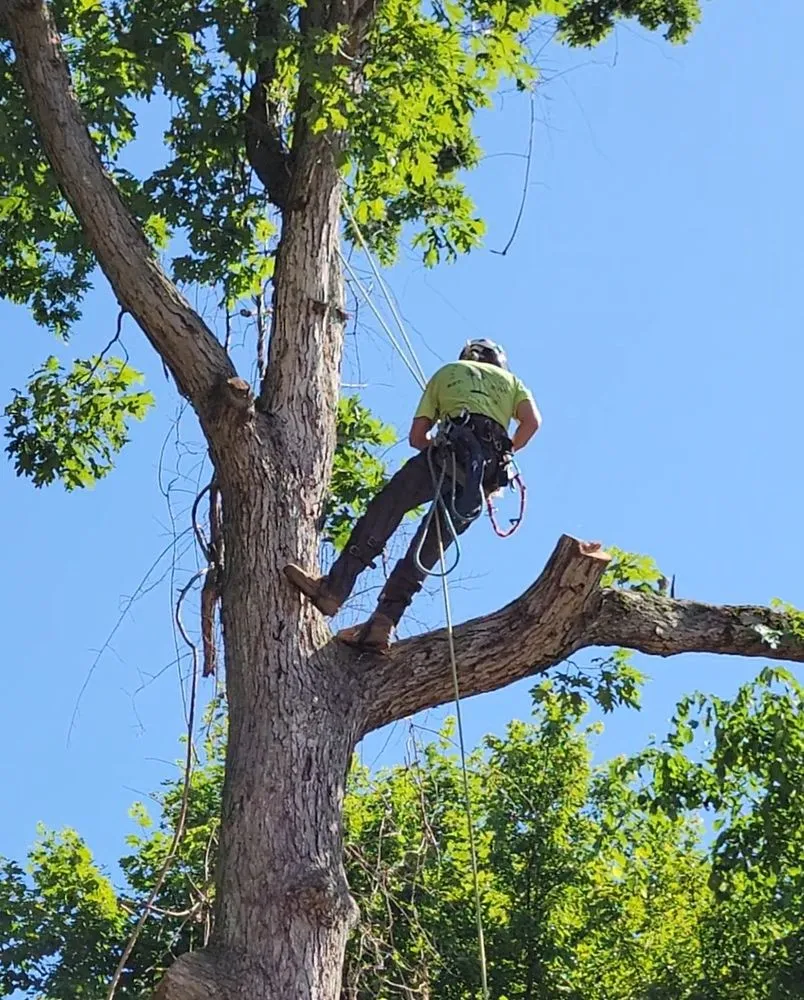 Local yard cleanup service for beautiful yards in Ansonia, CT by Land N Tree