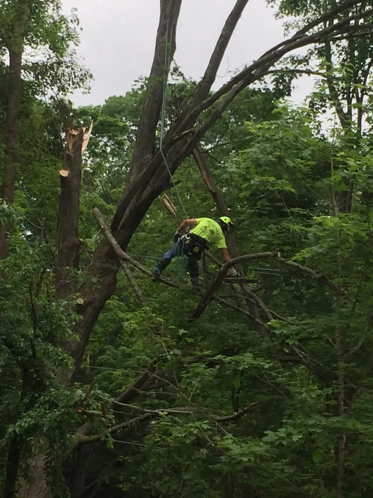Professional yard maintenance experts serving Ansonia, CT - Land N Tree
