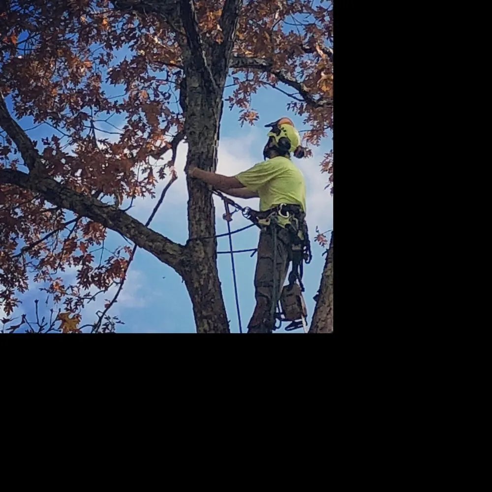 Affordable landscaping services in Ansonia, CT by Land N Tree