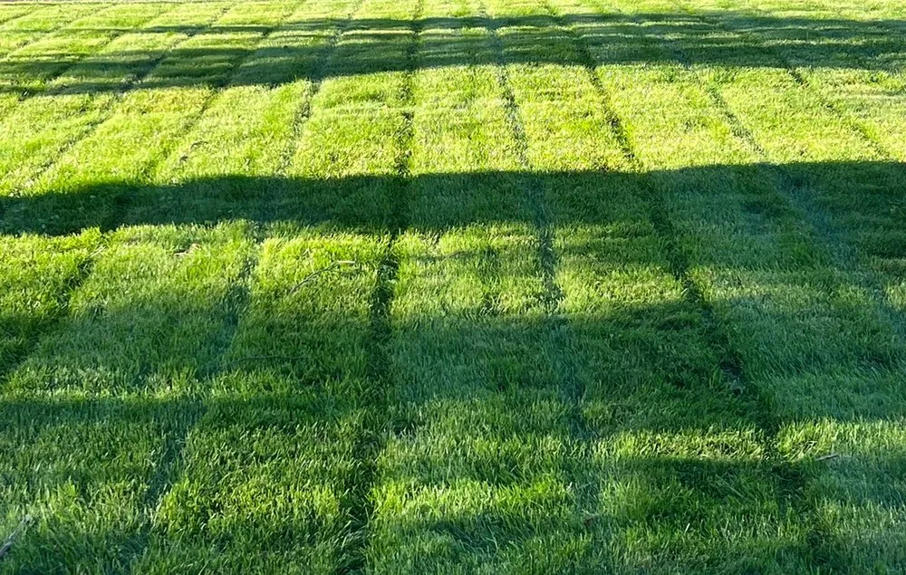 Reliable yard maintenance for residential properties in Coon Rapids, MN by Land of 10,000 Lawns