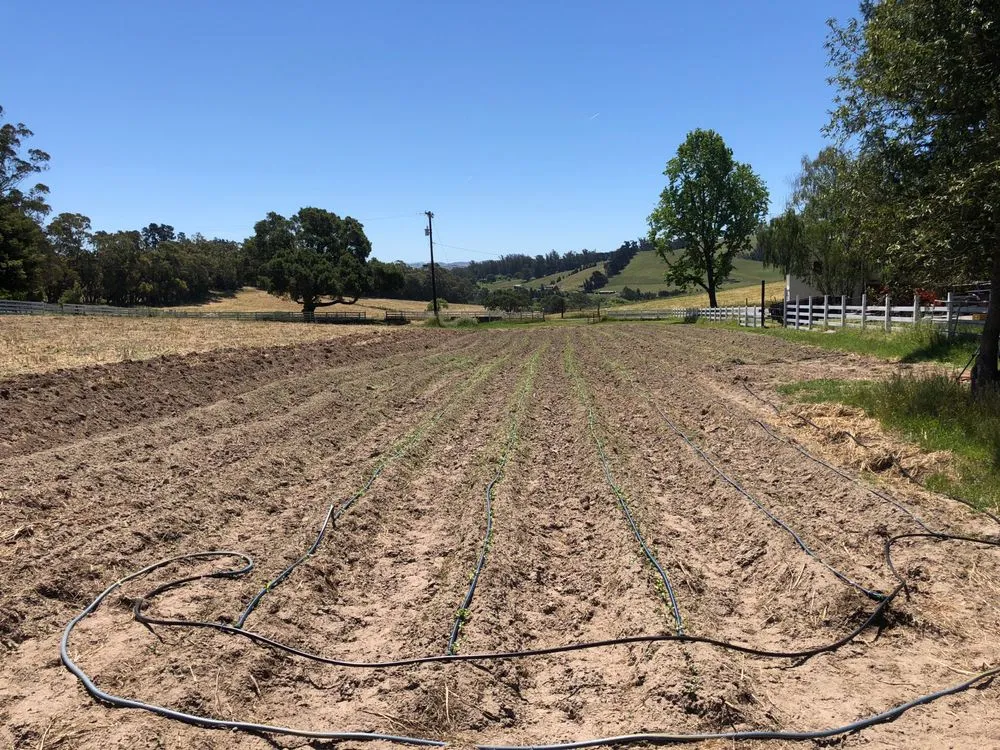 Expert landscape installation experts serving Petaluma, CA - Land Revision