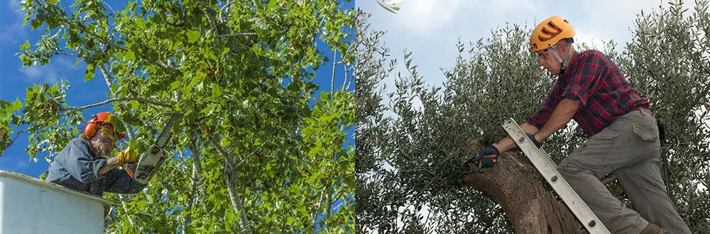 Reliable outdoor landscaping experts serving Terry, MS - Land Sweepers