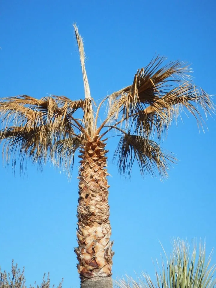 Custom landscape design in Las Vegas, NV - Land View Landscape