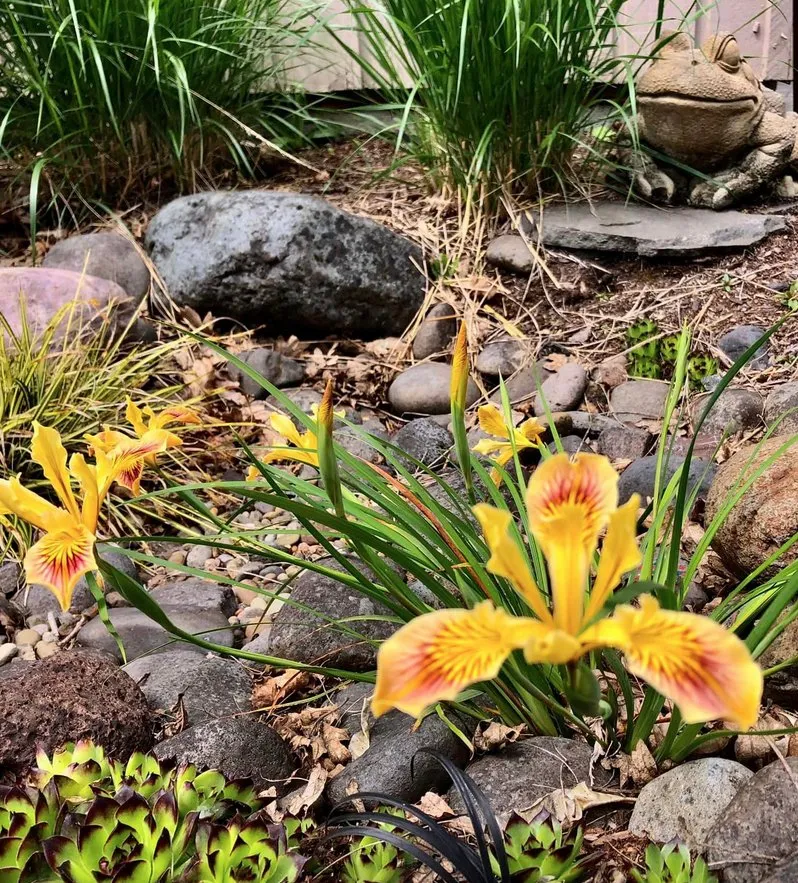 Top-rated garden landscaping for beautiful yards in Eugene, OR by LandArc Landscaping & Design