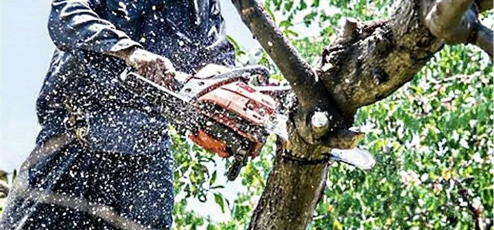 Affordable yard cleanup service in New Haven, IN - Landart