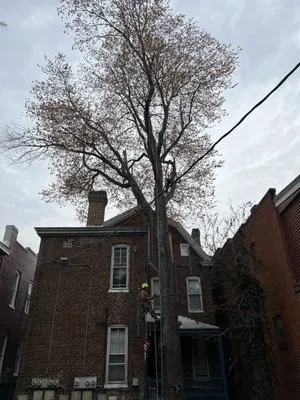 Landaverde Landscaping and Tree Removal Logo