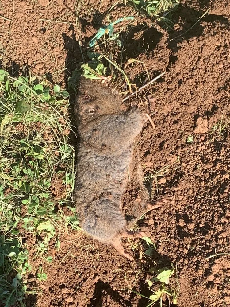 Professional garden landscaping experts serving Salem, OR - Landcare Mole and Gopher