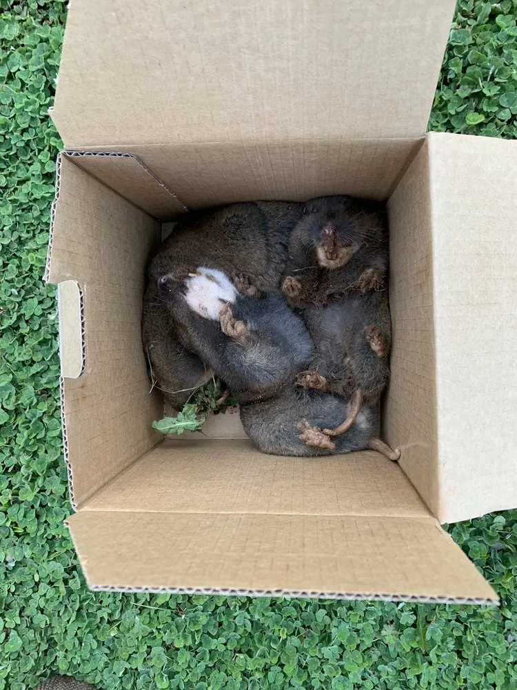 Custom lawn care service near you in Salem, OR by Landcare Mole and Gopher