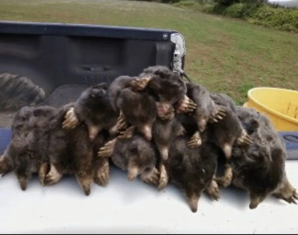 Affordable outdoor landscaping for beautiful yards across Salem, OR - Landcare Mole and Gopher