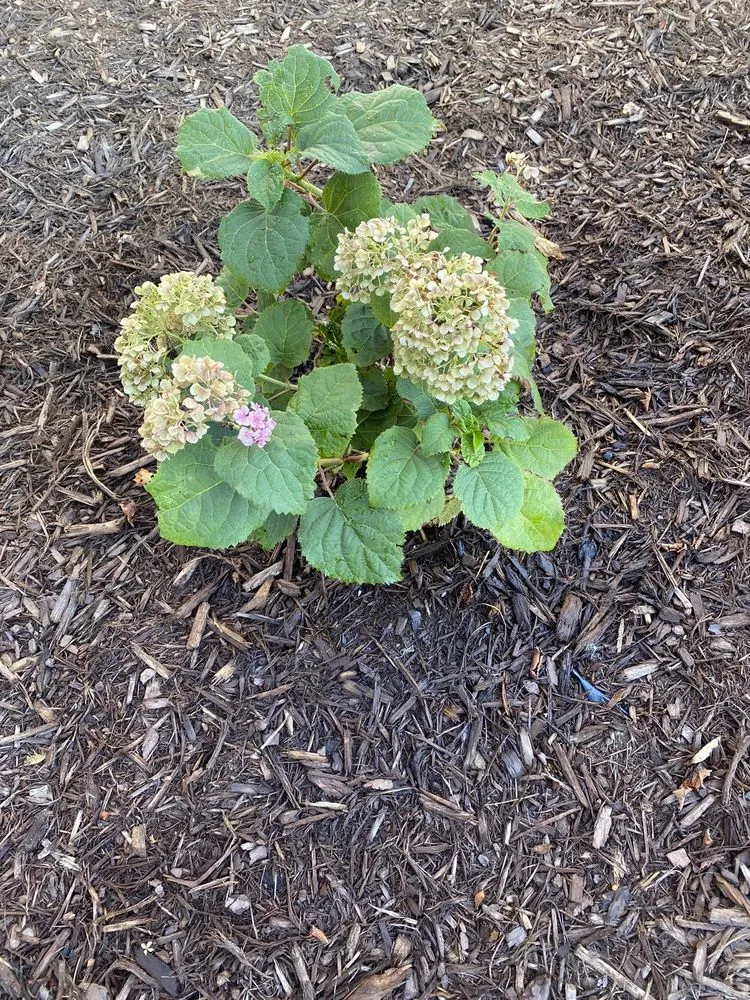Top-rated residential landscaping in Lynnwood-Pricedale, PA - Landconcepts Landscape And Roofing
