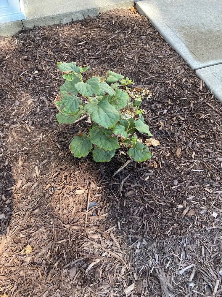Expert yard cleanup service in Lynnwood-Pricedale, PA - Landconcepts Landscape And Roofing